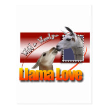 LLAMA LOVE - WILD AND WOOLEY! POSTCARD