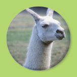 Llama Fridge Magnet