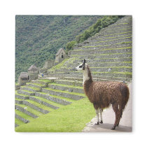llama magnets