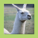 Llama Magnets