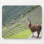 llama pad mouse mats r814026132e784fc98c72ce7f5d4d6b28 x74vi 8byvr 150 Bolivia