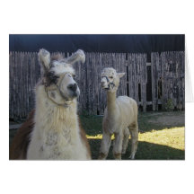 llama pals! greeting card