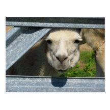 Llama Photograph Postcard