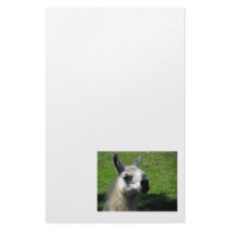 Llama Photograph Stationery