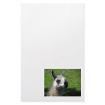 Llama Photograph Stationery