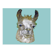 Llama Picture postcards