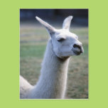 Llama Post Cards