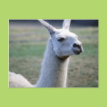 Llama Postcard