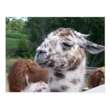 Llama Postcard