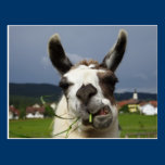 Llama postcards
