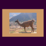 Llama