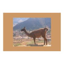 Llama posters by MendedWing Llama posters