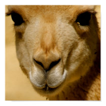 Llama posters