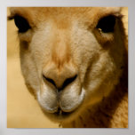 Llama posters