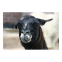 Llama posters