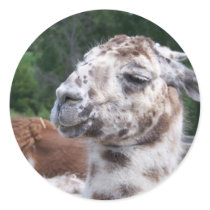 LLAMA STICKER by KABSANNIE LLAMA STICKER
