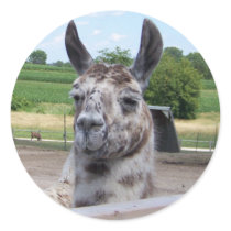 LLAMA STICKER by KABSANNIE LLAMA STICKER