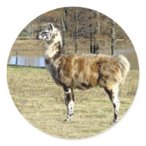 llama sticker