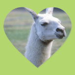 Llama Sticker