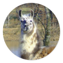 Llama sticker 2