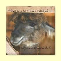 Llama Too Cute Funny Animal Magnet magnets