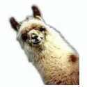 llama shirt