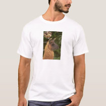 Llama t-shirts by SpAk Llama t-shirts