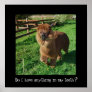 Llama with grass in teeth poster