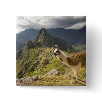 LLamas and an over look of Machu Picchu, Pin