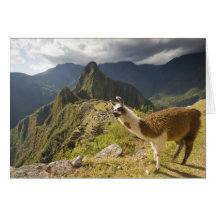 LLamas and an over look of Machu Picchu, Card