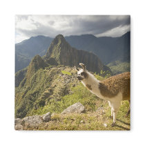 LLamas and an over look of Machu Picchu, Fridge Magnets