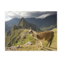 LLamas and an over look of Machu Picchu, Post Cards