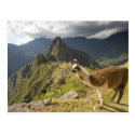 LLamas and an over look of Machu Picchu, Post Cards