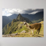 LLamas and an over look of Machu Picchu, Posters