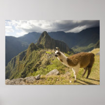 LLamas and an over look of Machu Picchu, Posters