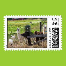Llamas and Goats Postage stamps