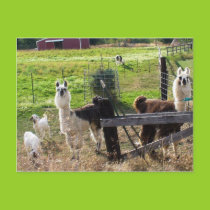Llamas and Goats Postcard postcards