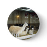 Llamas at Ashdown Forest Llama Farm Pin
