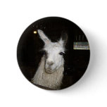 Llamas at Ashdown Forest Llama Farm Buttons
