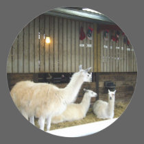 Llamas at Ashdown Forest Llama Farm stickers