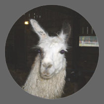 Llamas at Ashdown Forest Llama Farm stickers
