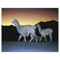 Llamas at sunset personalized flyer