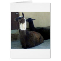 Llamas cards by SusieQuinn Llamas cards