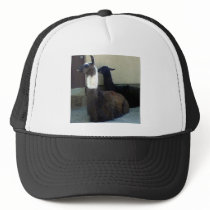 Llamas hats