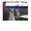 Llamas love their Mamas t-shirts