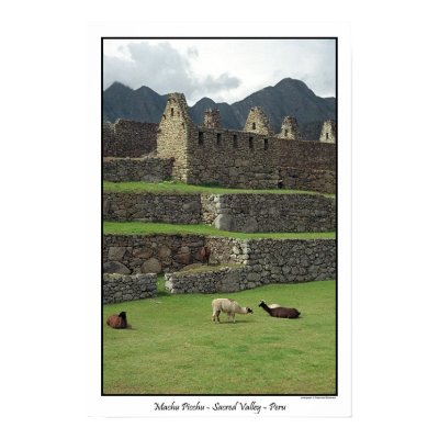 Llamas of Machu Picchu  Peru Print by stephjmort