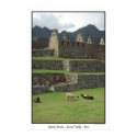 Llamas of Machu Picchu Peru posters by stephjmort Llamas of Machu Picchu Peru posters