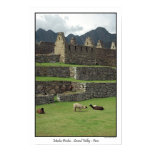 Llamas of Machu Picchu  Peru