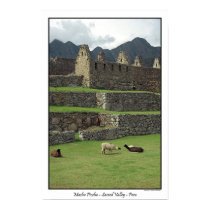 Llamas of Machu Picchu Peru posters by stephjmort Llamas of Machu Picchu Peru posters