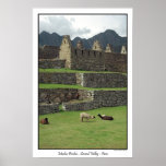 Llamas of Machu Picchu  Peru posters